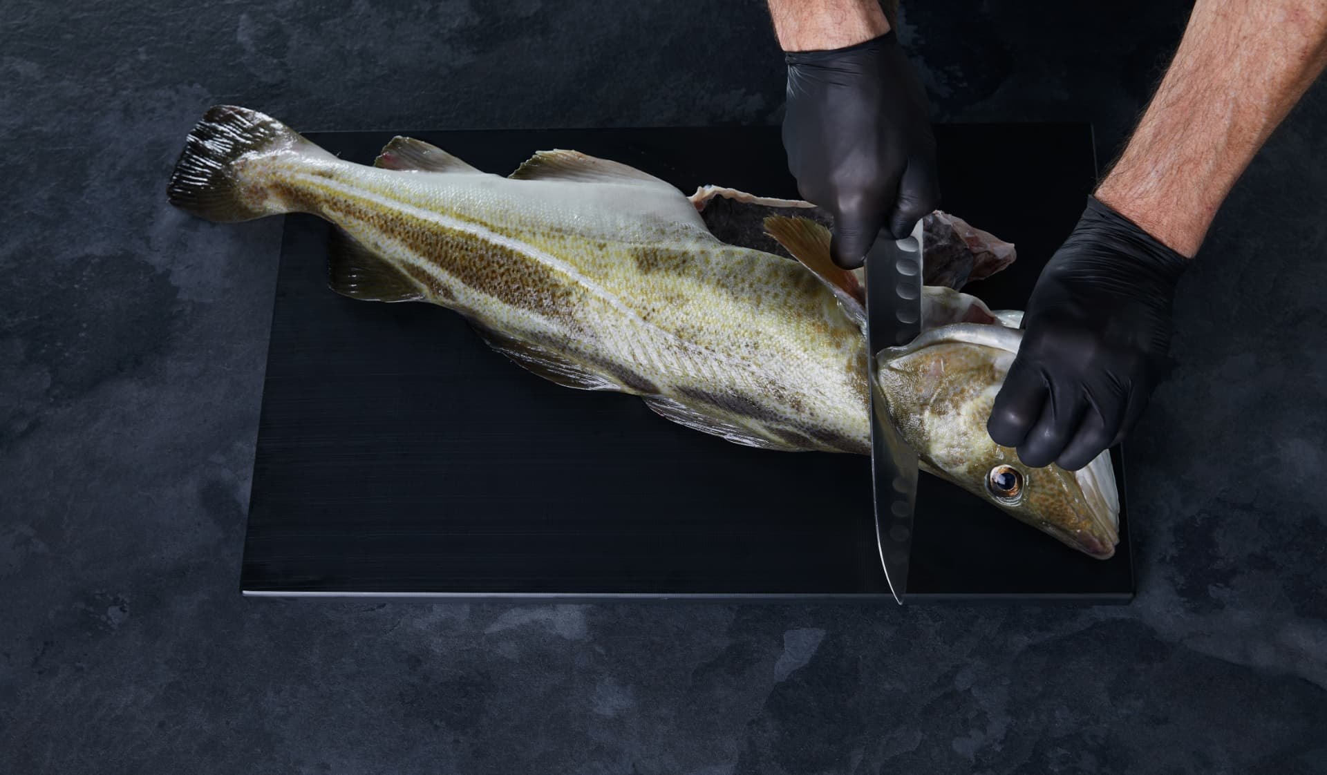 A whole Atlantic cod being prepared by hand on a cutting board