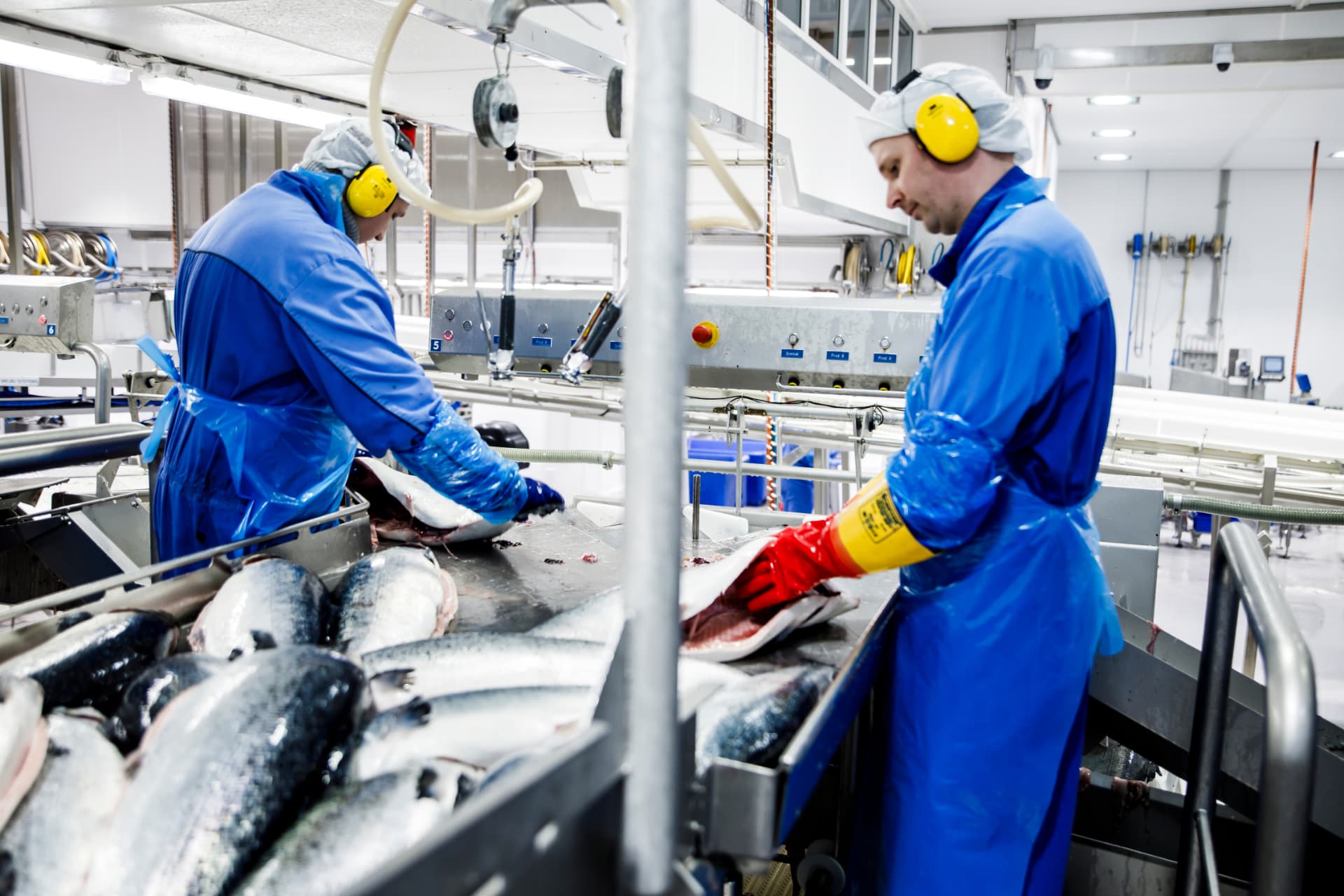 Processing staff handling fresh whole salmon on a stainless-steel line