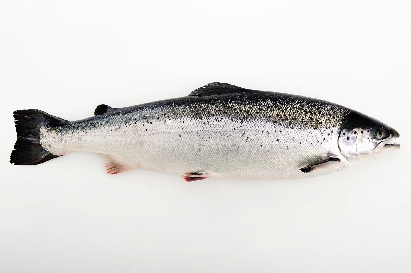 Norwegian Atlantic Salmon