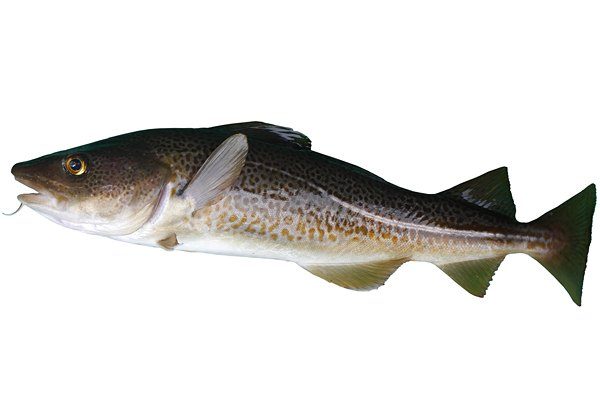 Norwegian Whitefish