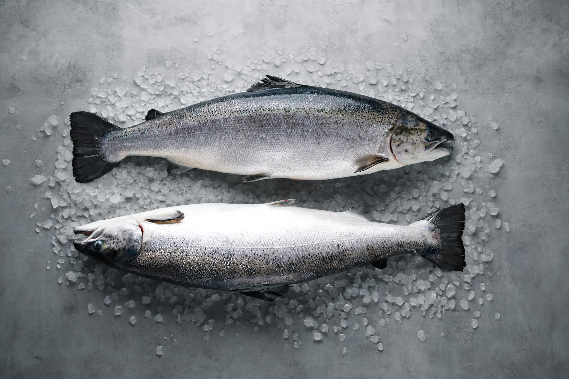 Norwegisch Atlantischer Lachs