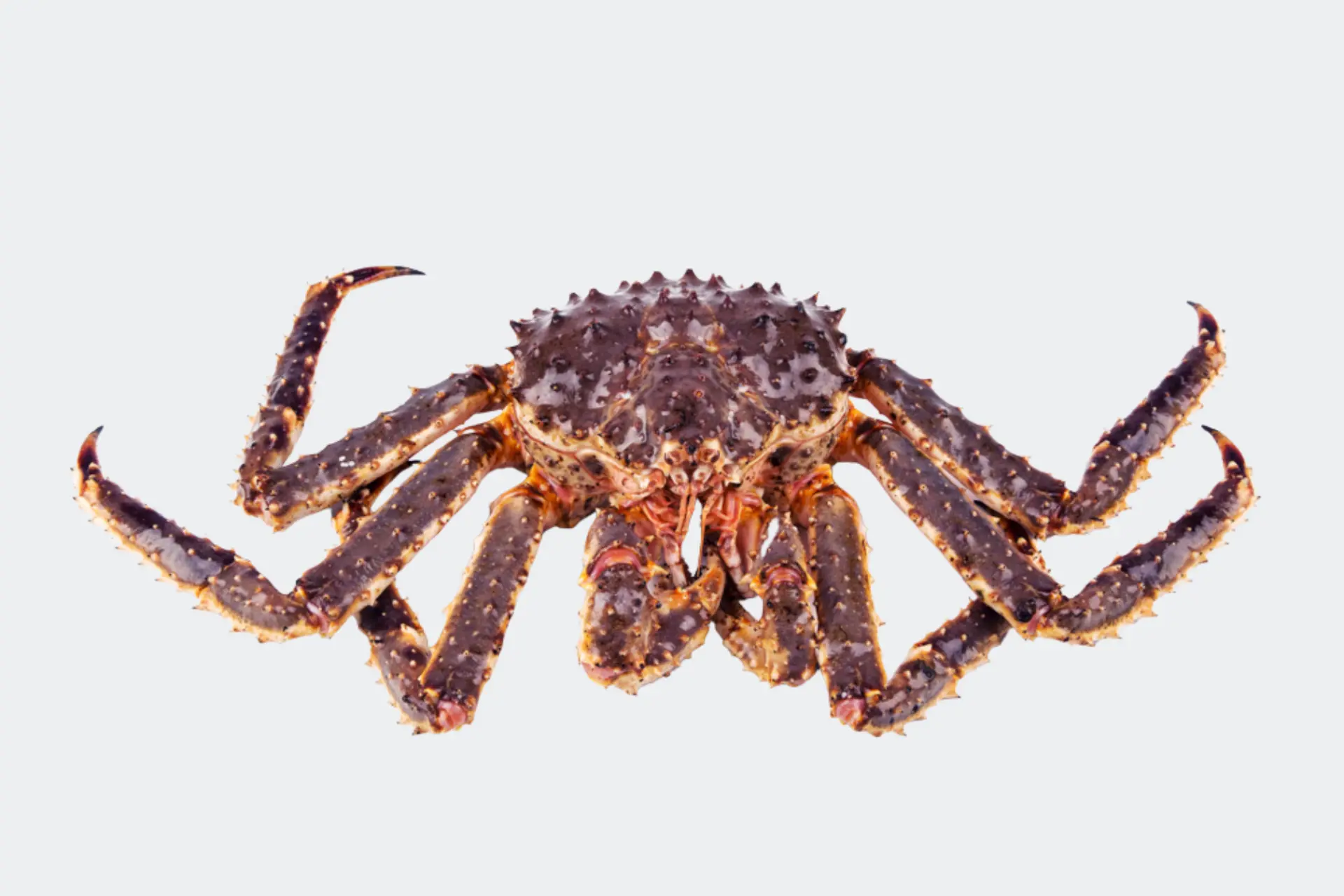 Fresh Norwegian King Crab for bulk export