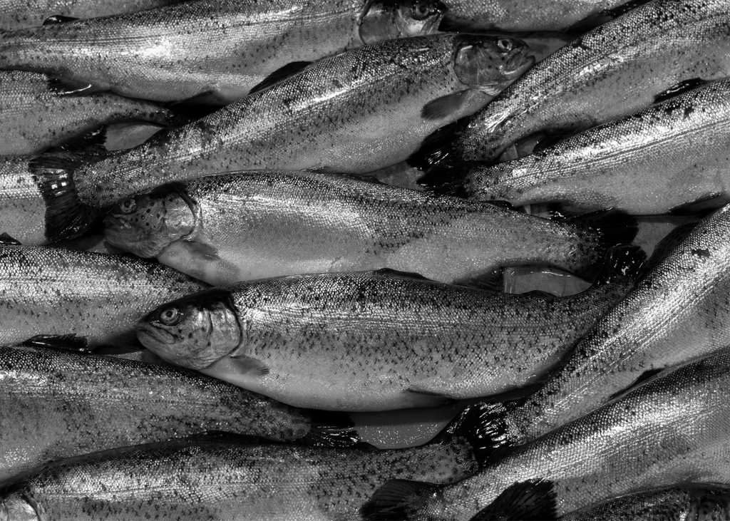 Fresh salmon