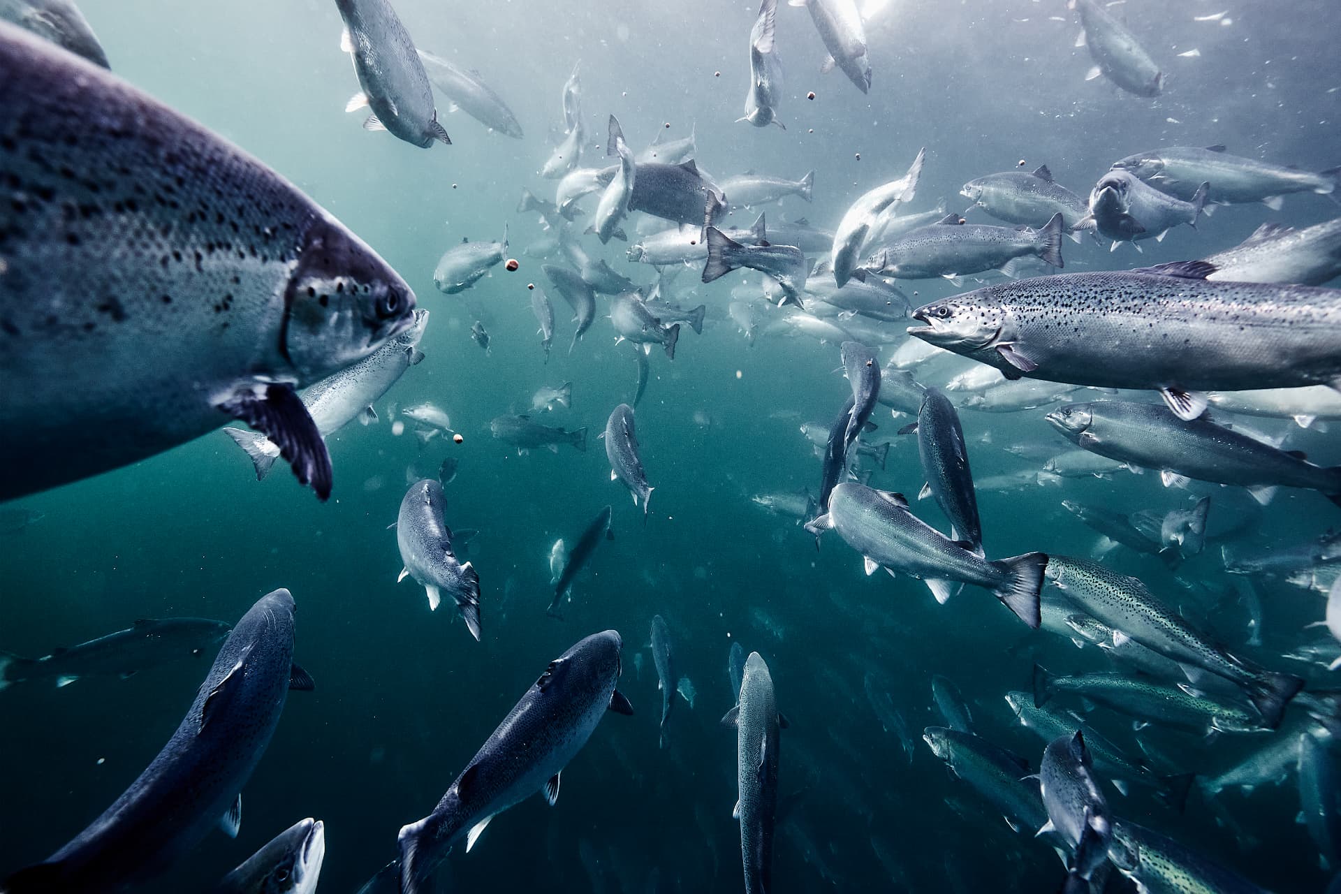 Atlantic salmon swimming and feeding underwater in a sea pen