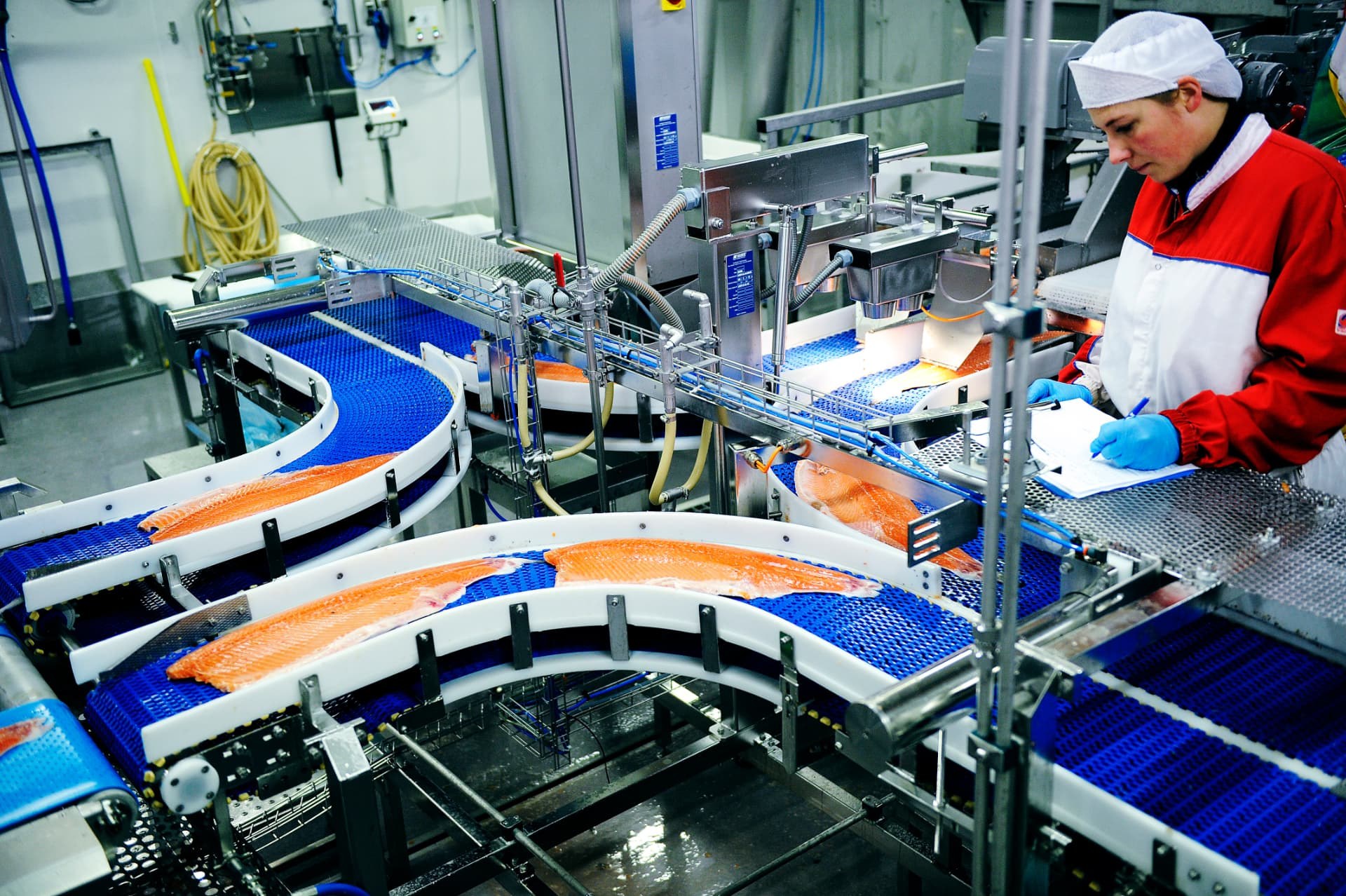 Norwegian salmon fillets moving through a processing line with a worker checking production