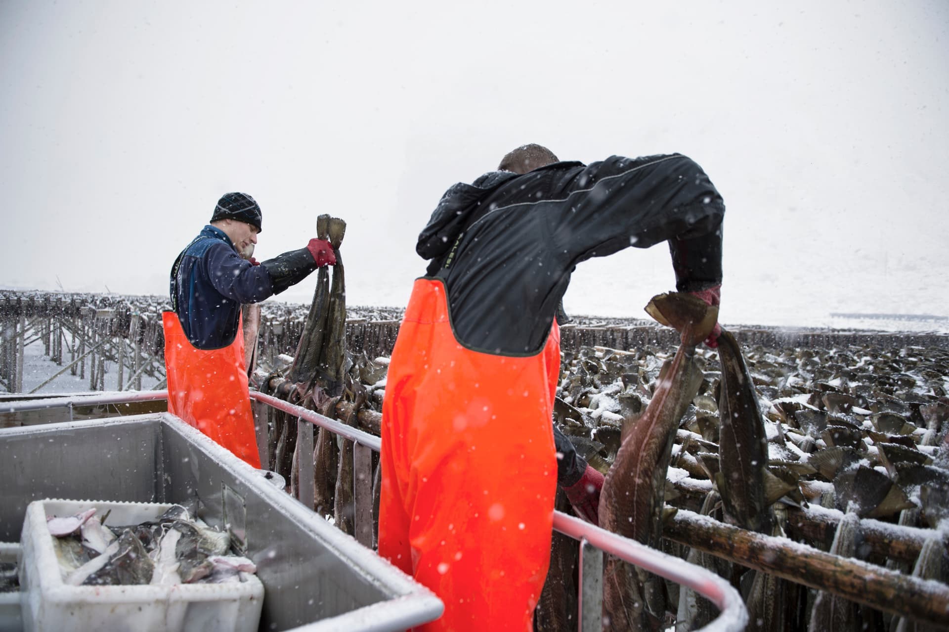 Workers preparing and tying pairs of cod for hanging on outdoor drying racks in winter