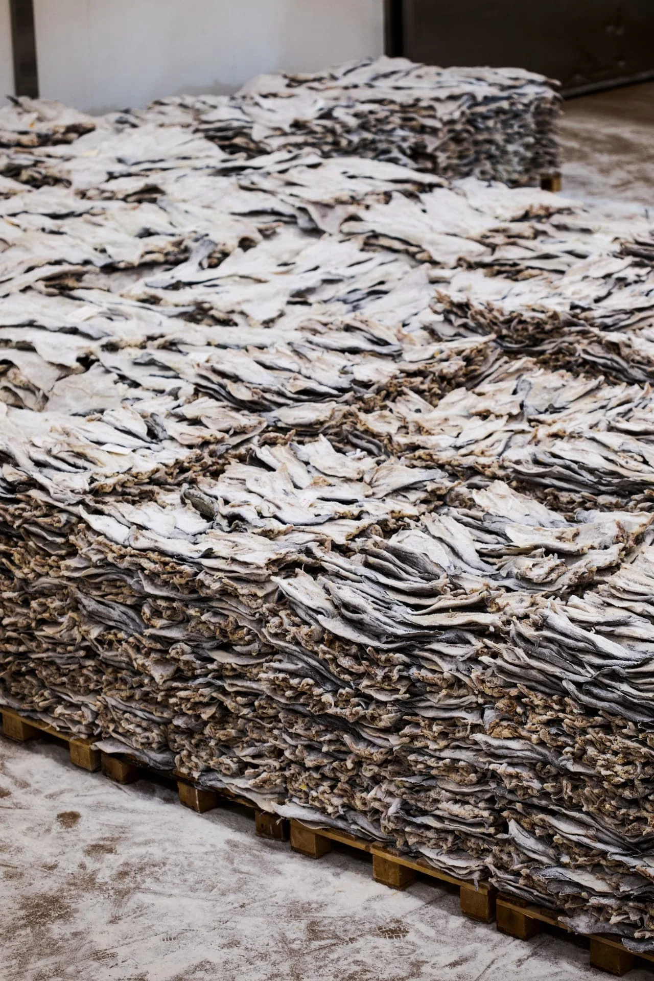 Klipfisz i ryba solona (Gadus morhua) — Rozpłatana ryba układana warstwami podczas solenia u norweskiego producenta
