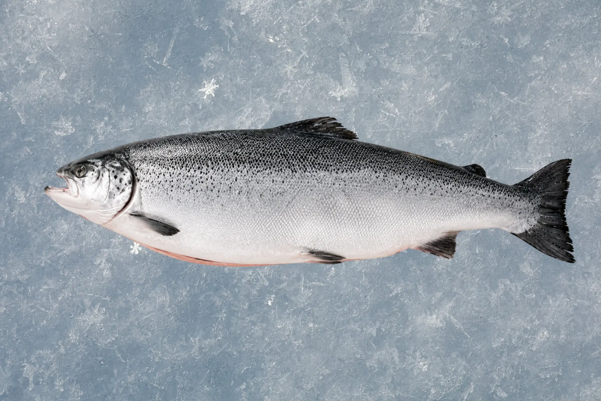 Fresh Norwegian Salmon for bulk export