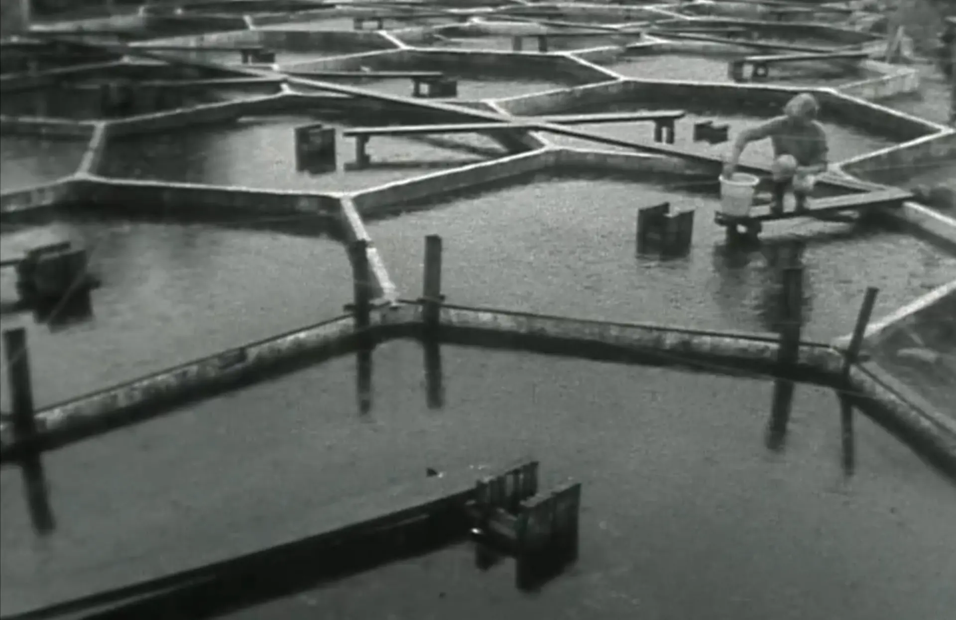 The hatchery in Sykkylven, 1962