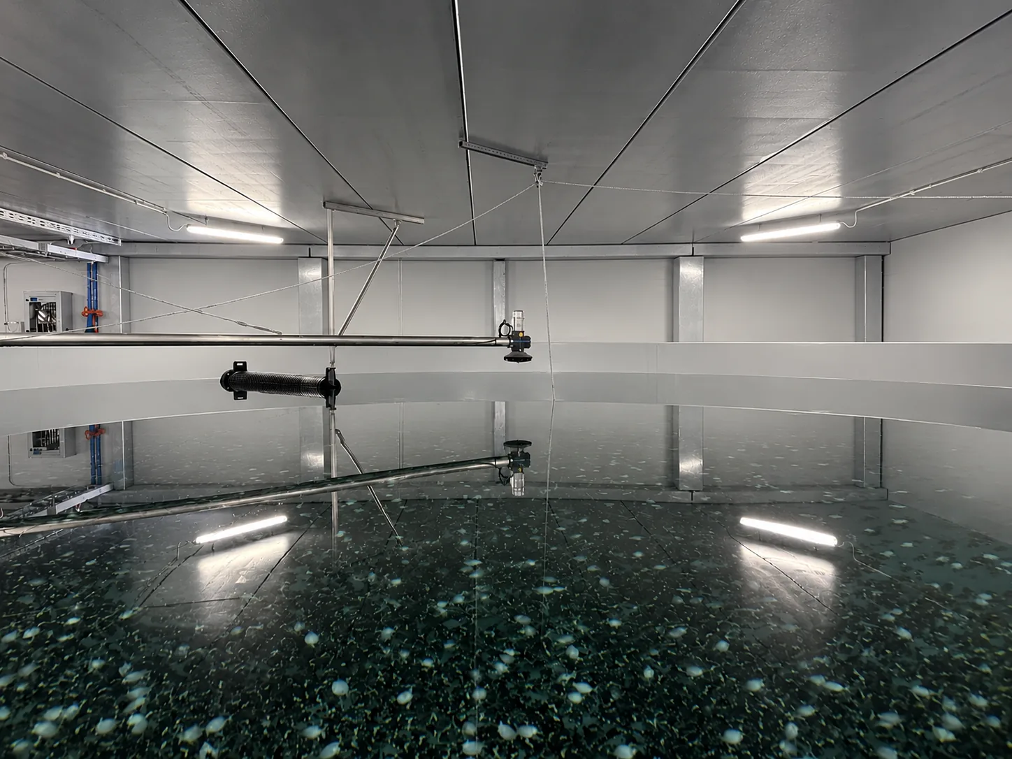 Photo d'un bassin d'élevage à terre : des juvéniles de flétan de l'Atlantique au fond du bassin dans une eau claire, avec un équipement d'alimentation et de contrôle au-dessus de la surface