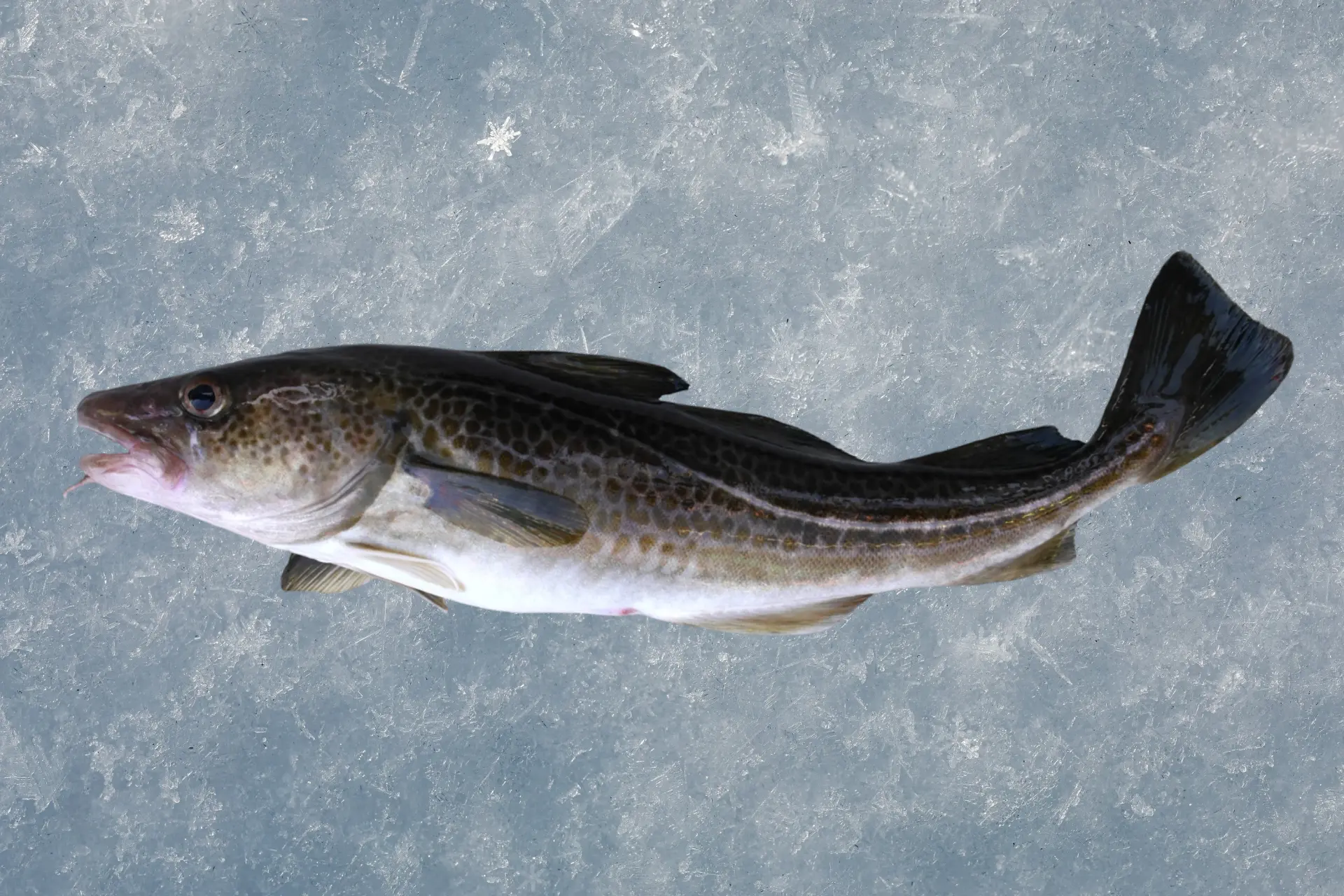 Fresh Norwegian Atlantic Cod for bulk export