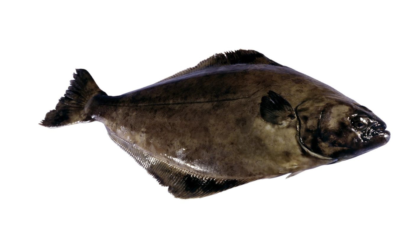 Halibut