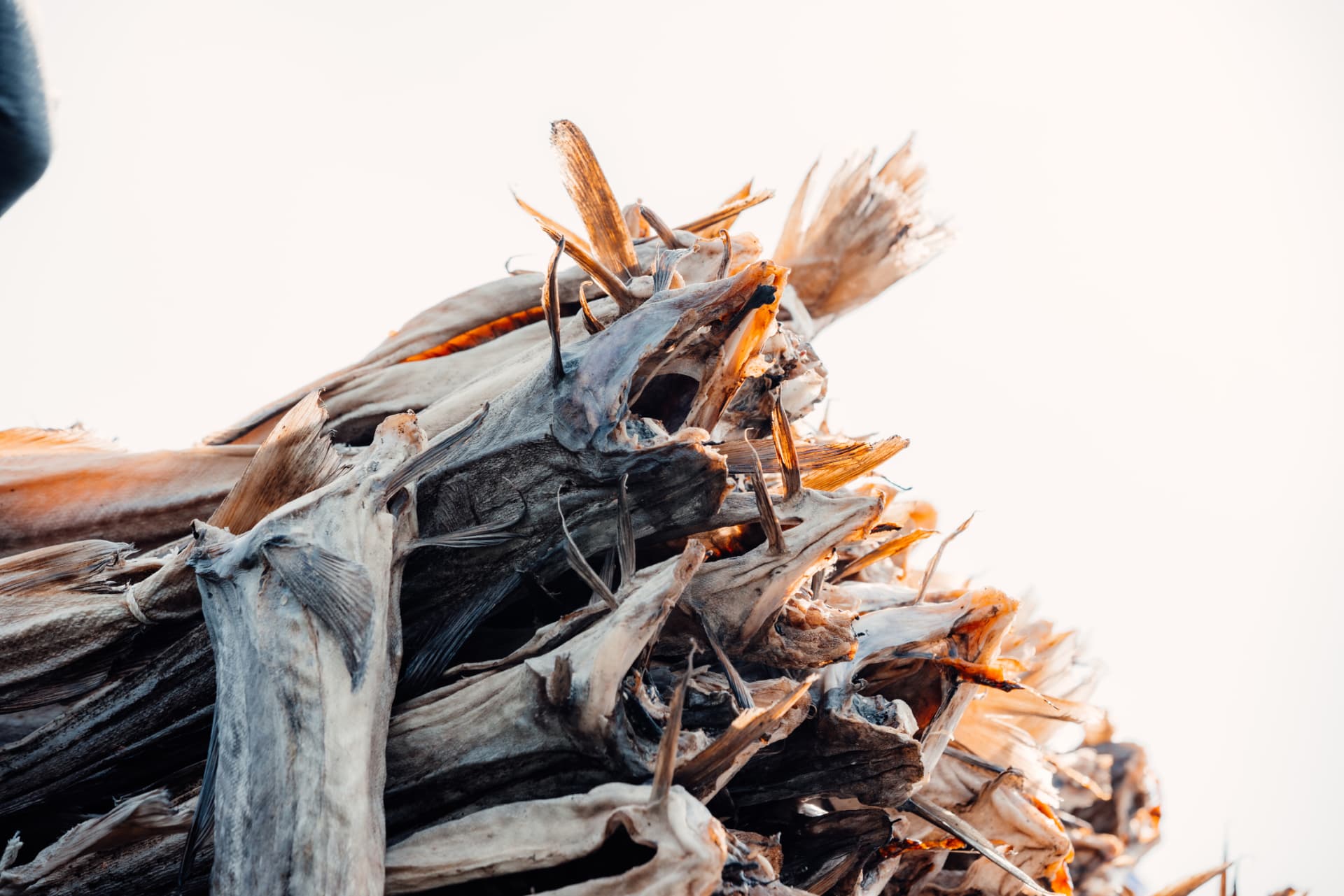 Dried stockfish hanging on outdoor drying racks against a bright sky at Røst