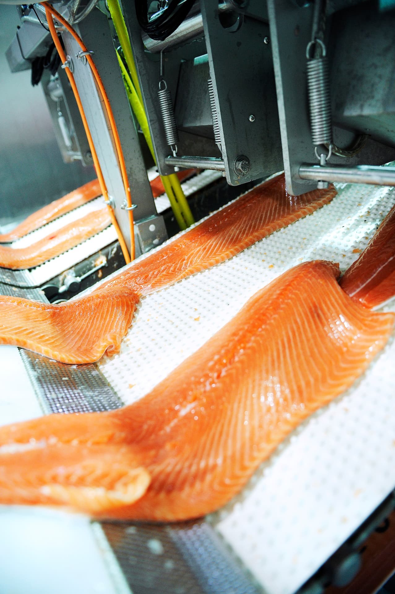 Salmon fillets passing through processing equipment for trimming