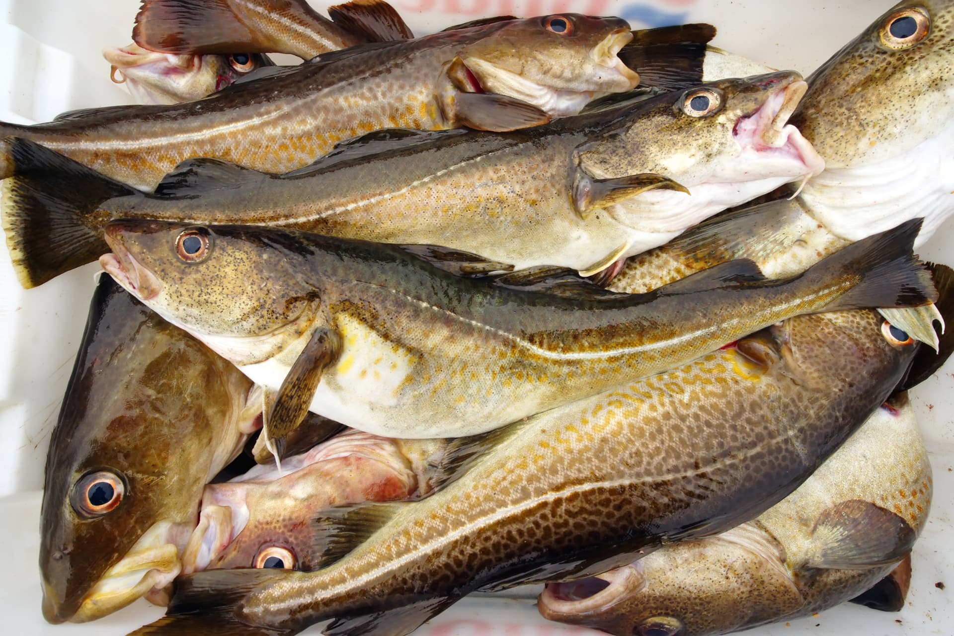 Villfanget norsk fisk