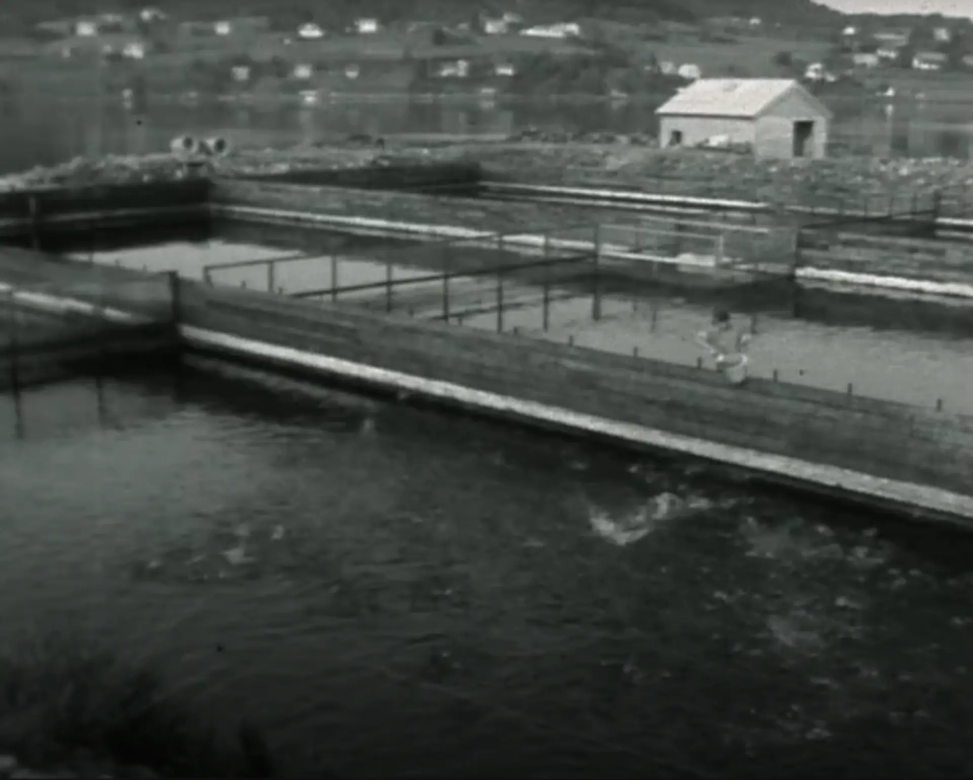 Work at the fish farm in Sykkylven, 1962