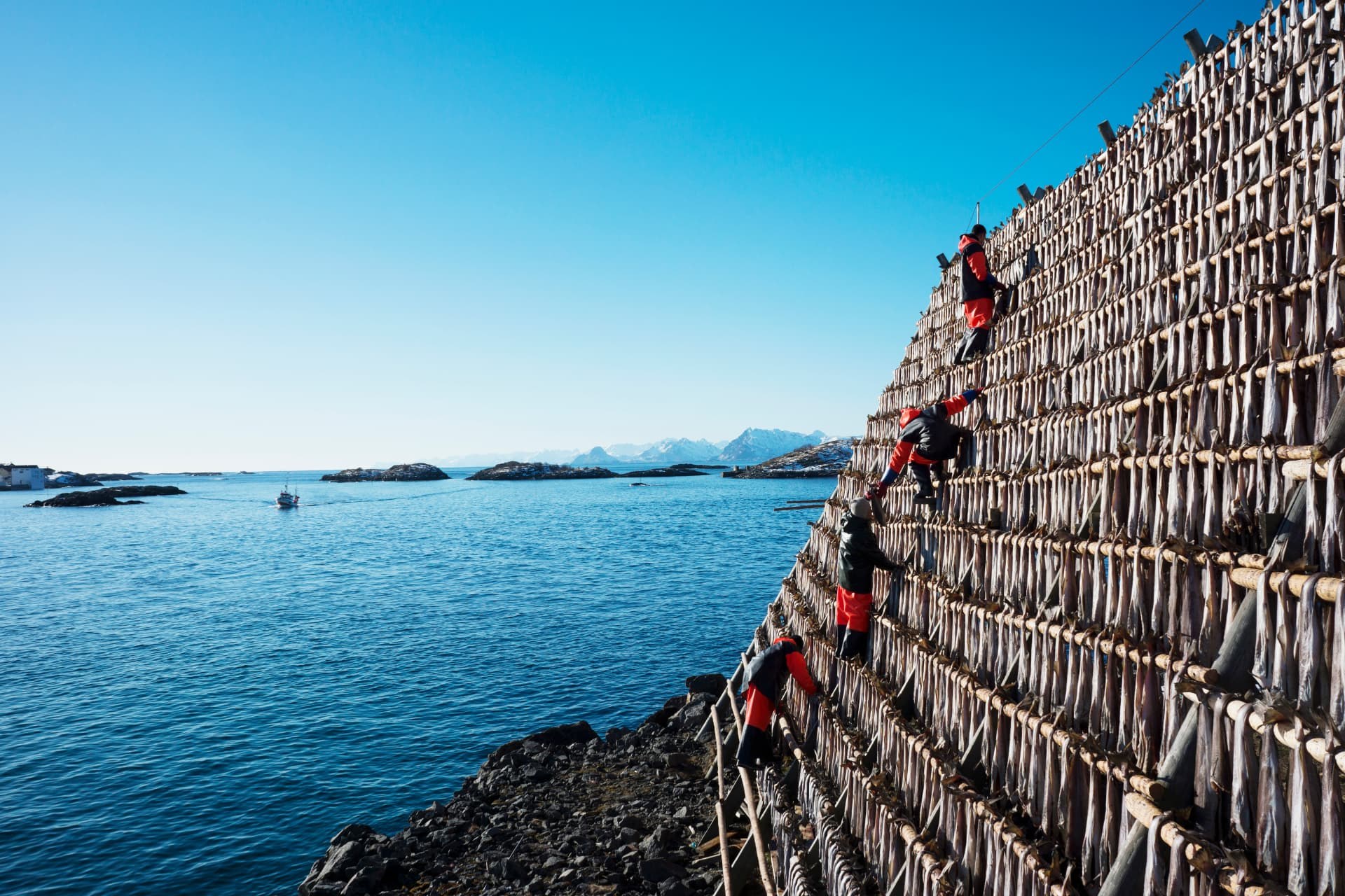 Stockfish hanging on tall wooden racks beside the Norwegian coast