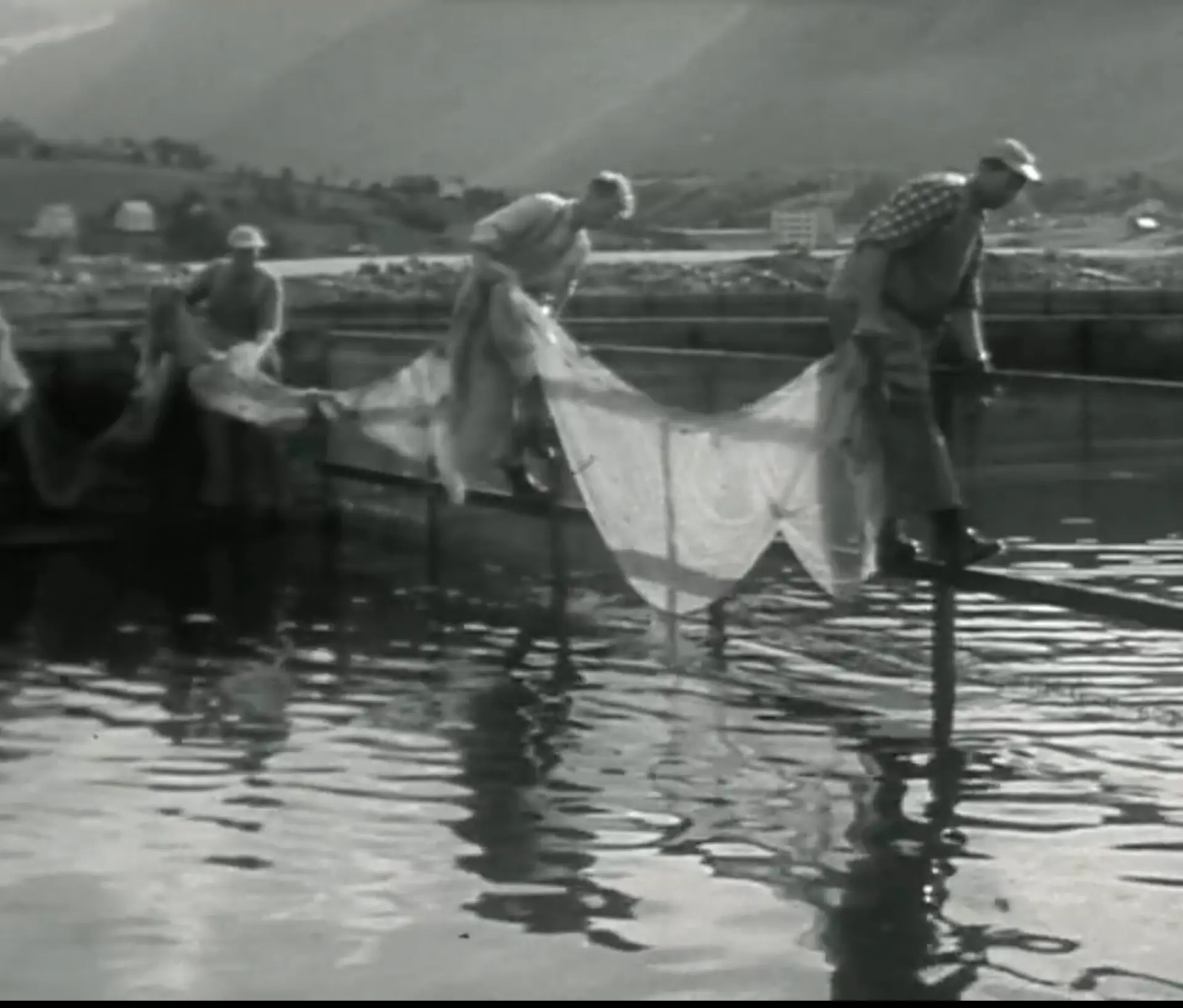 Men hauling a net at a fish farm in Sykkylven, 1962