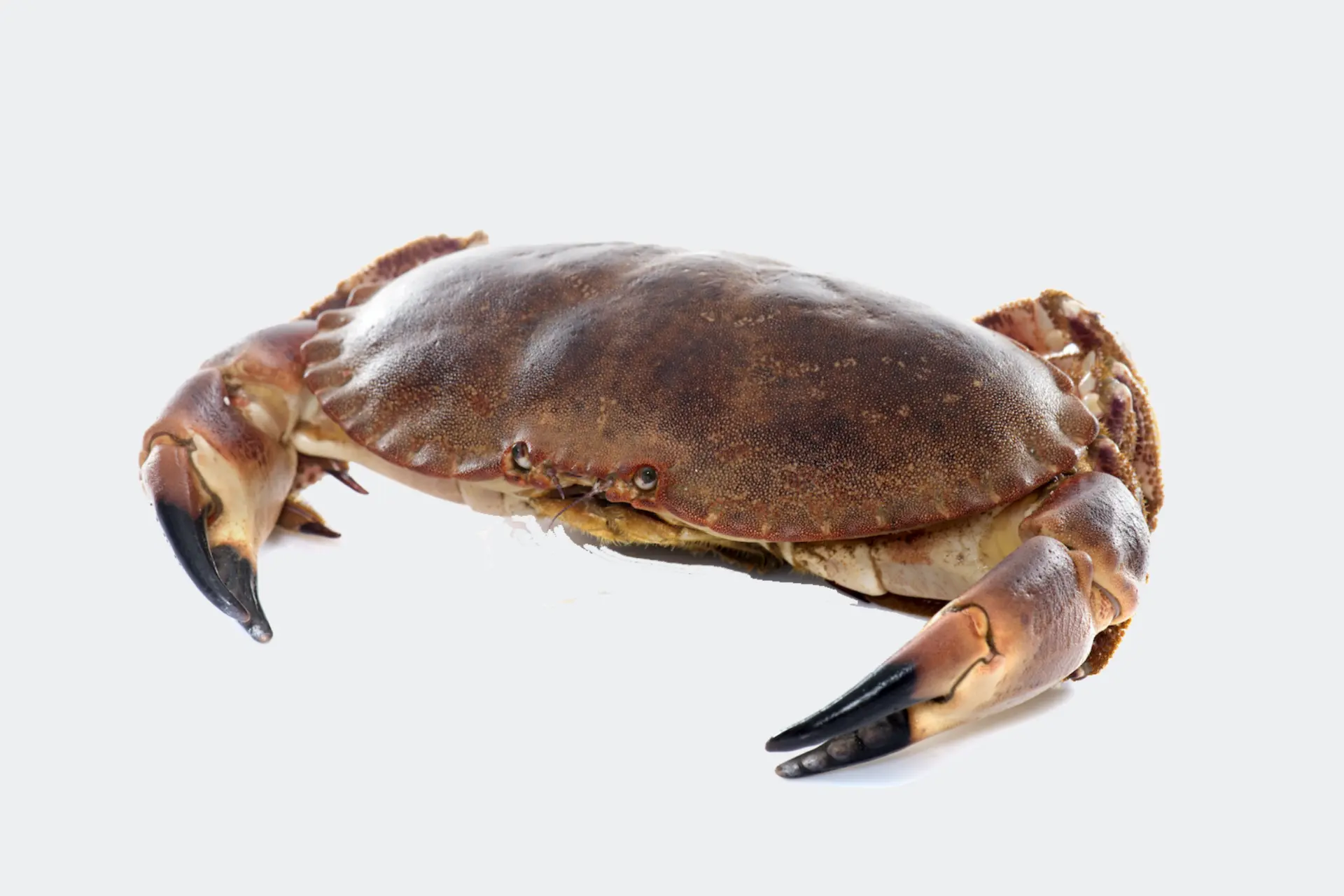 Fresh Norwegian Brown Crab for bulk export