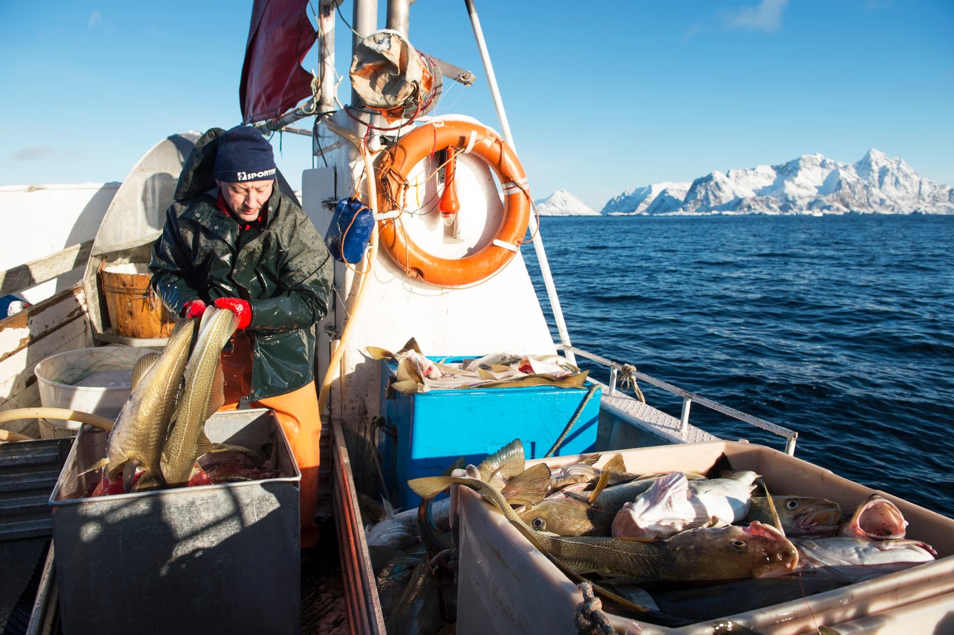 A fisherman handling whole cod in tubs on board, with snow-covered mountains behind