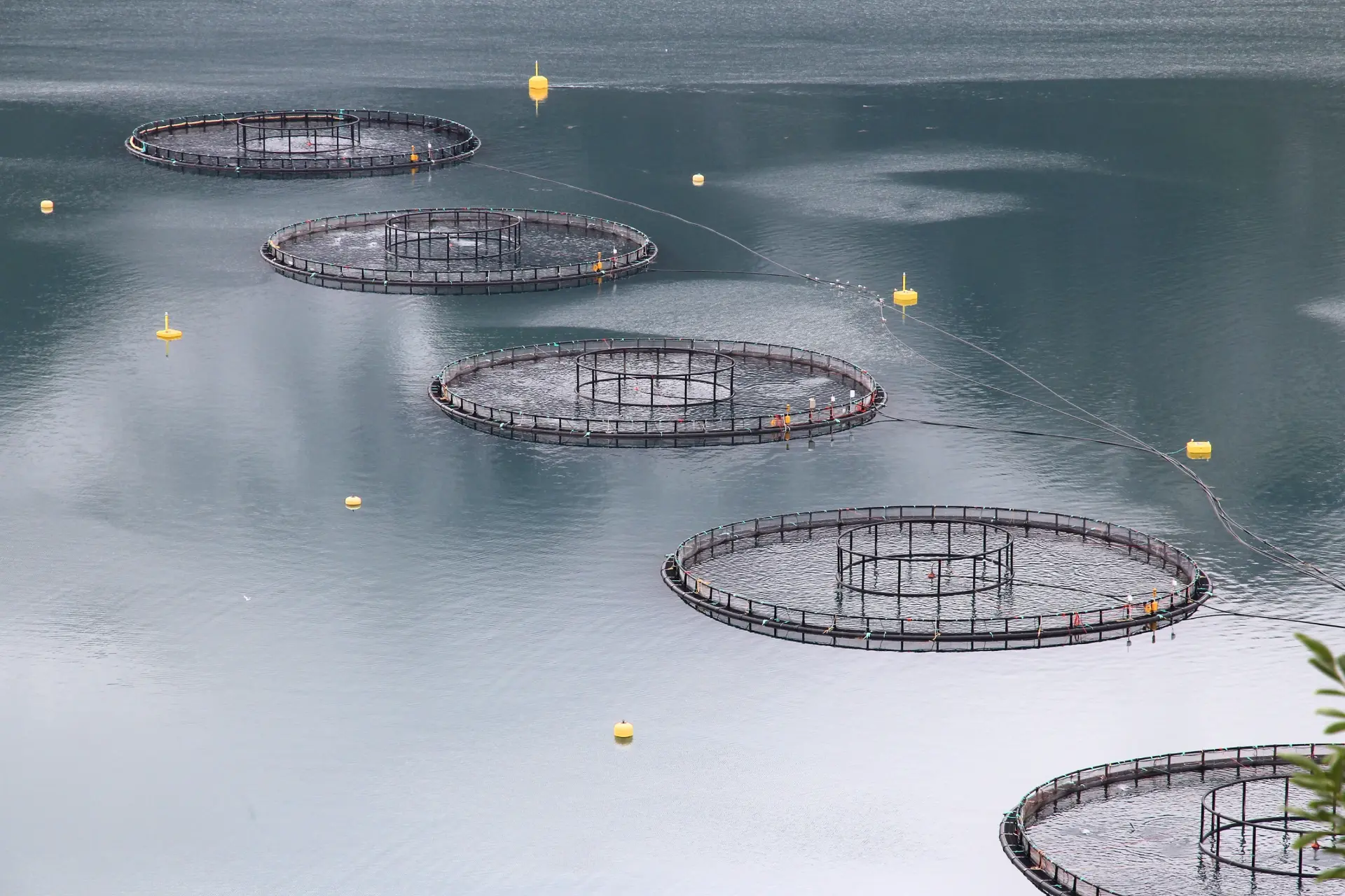 Salmon farm pens in a Norwegian fjord