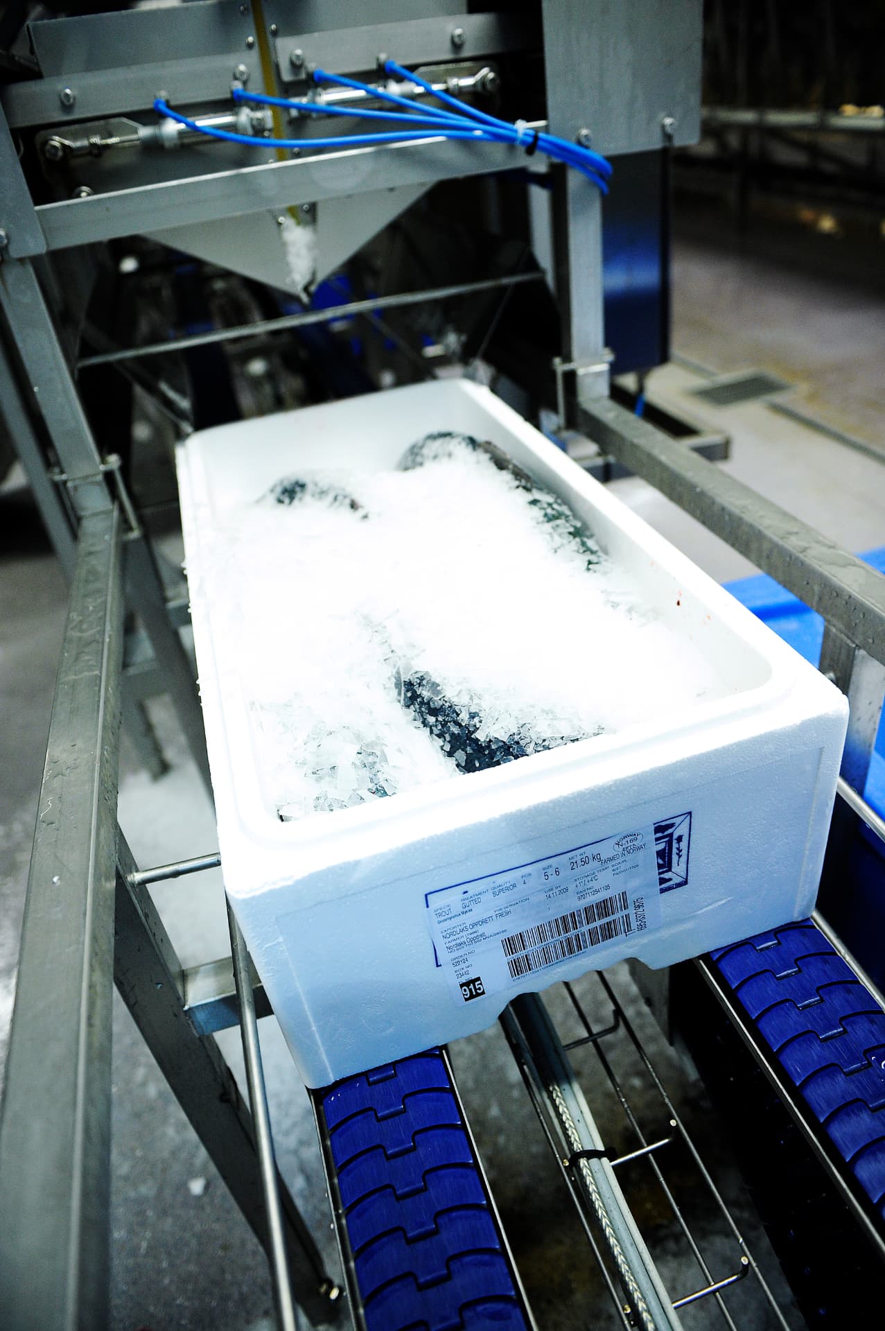 Auf Eis verpackte Forellen in einer isolierten Box an der Verpackungslinie
