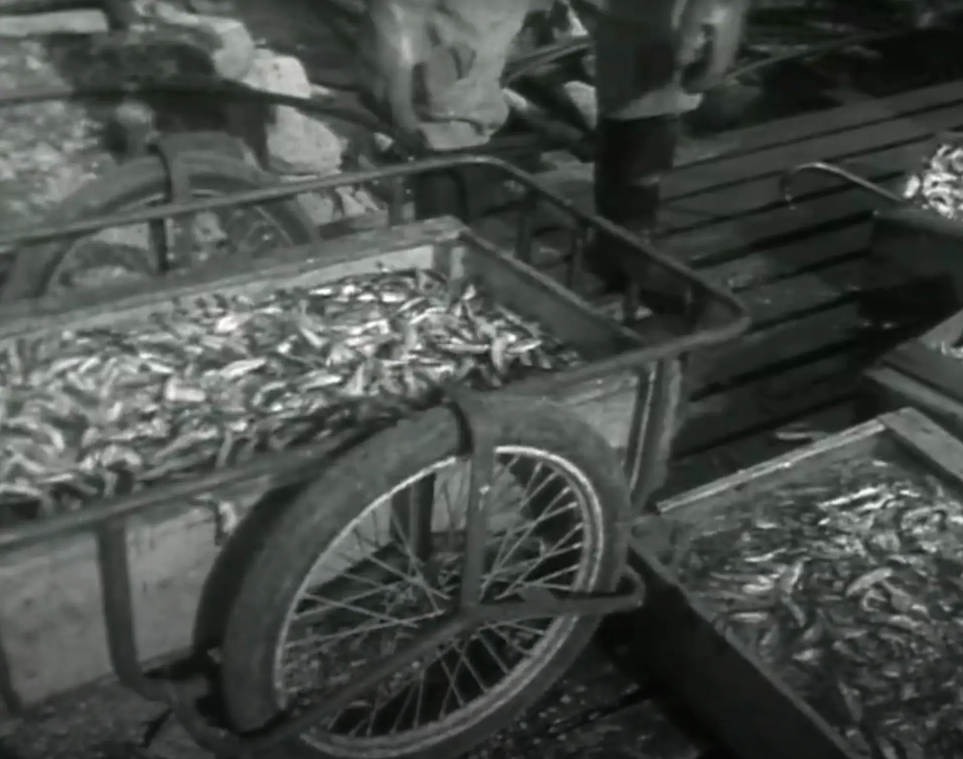 Fish at the pier in Sykkylven, 1962