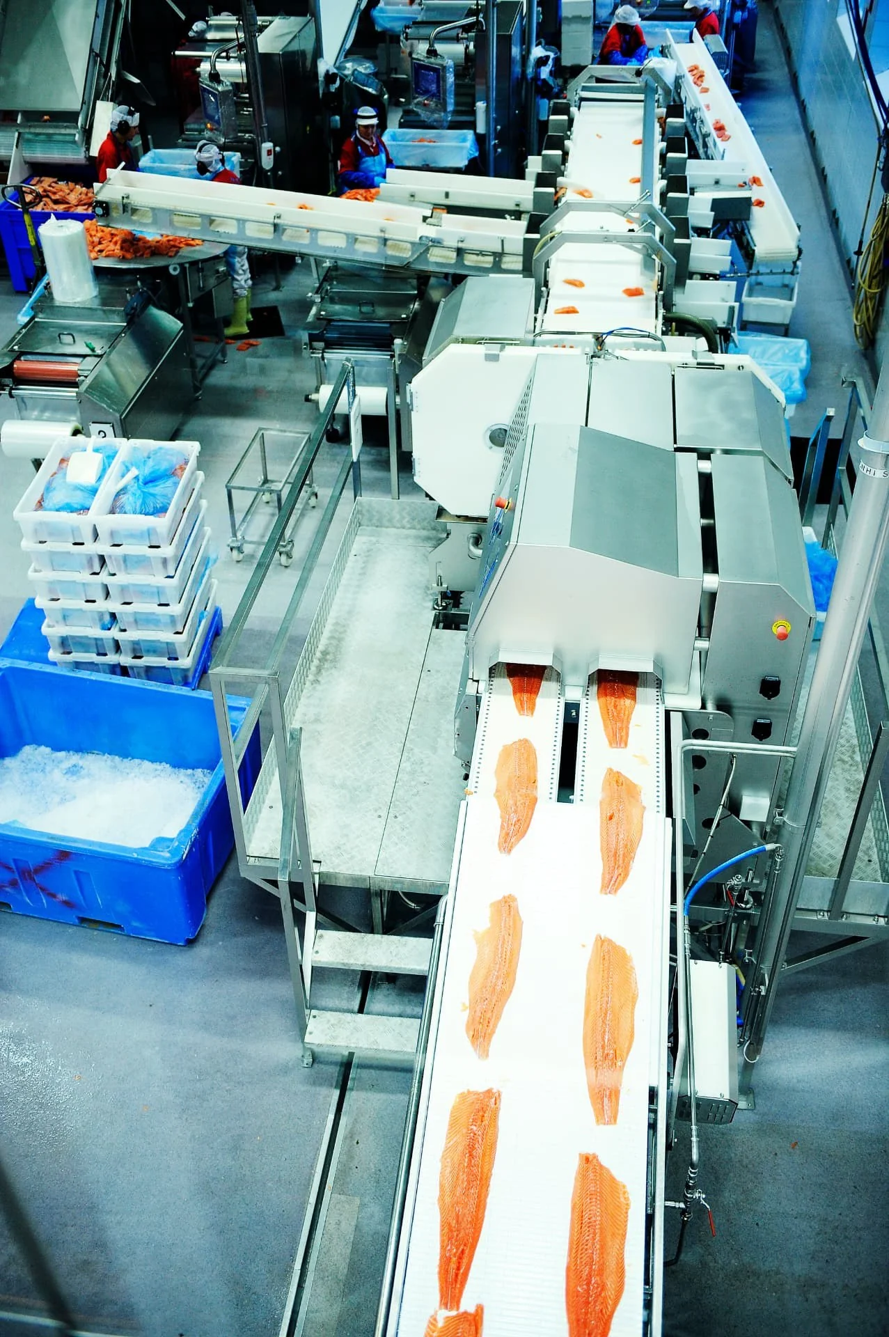Filet z łososia (Salmo salar) — Widok ogólny linii do filetowania łososia z filetami na taśmach produkcyjnych i personelem