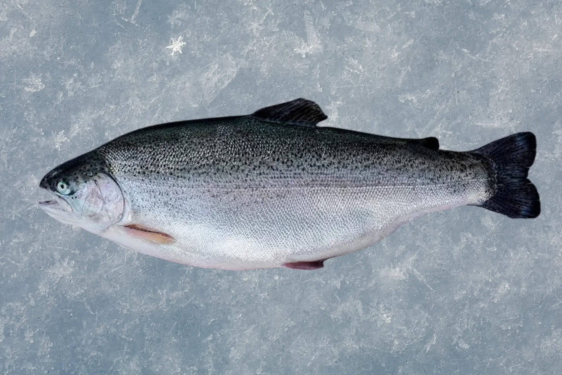 Fresh Norwegian Trout for bulk export