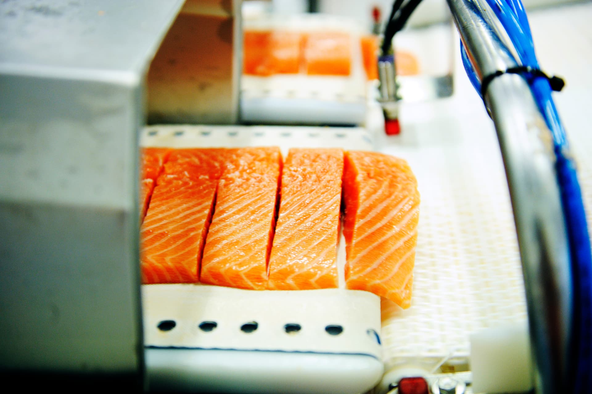 Salmon fillet divided into individual portions on a cutting conveyor