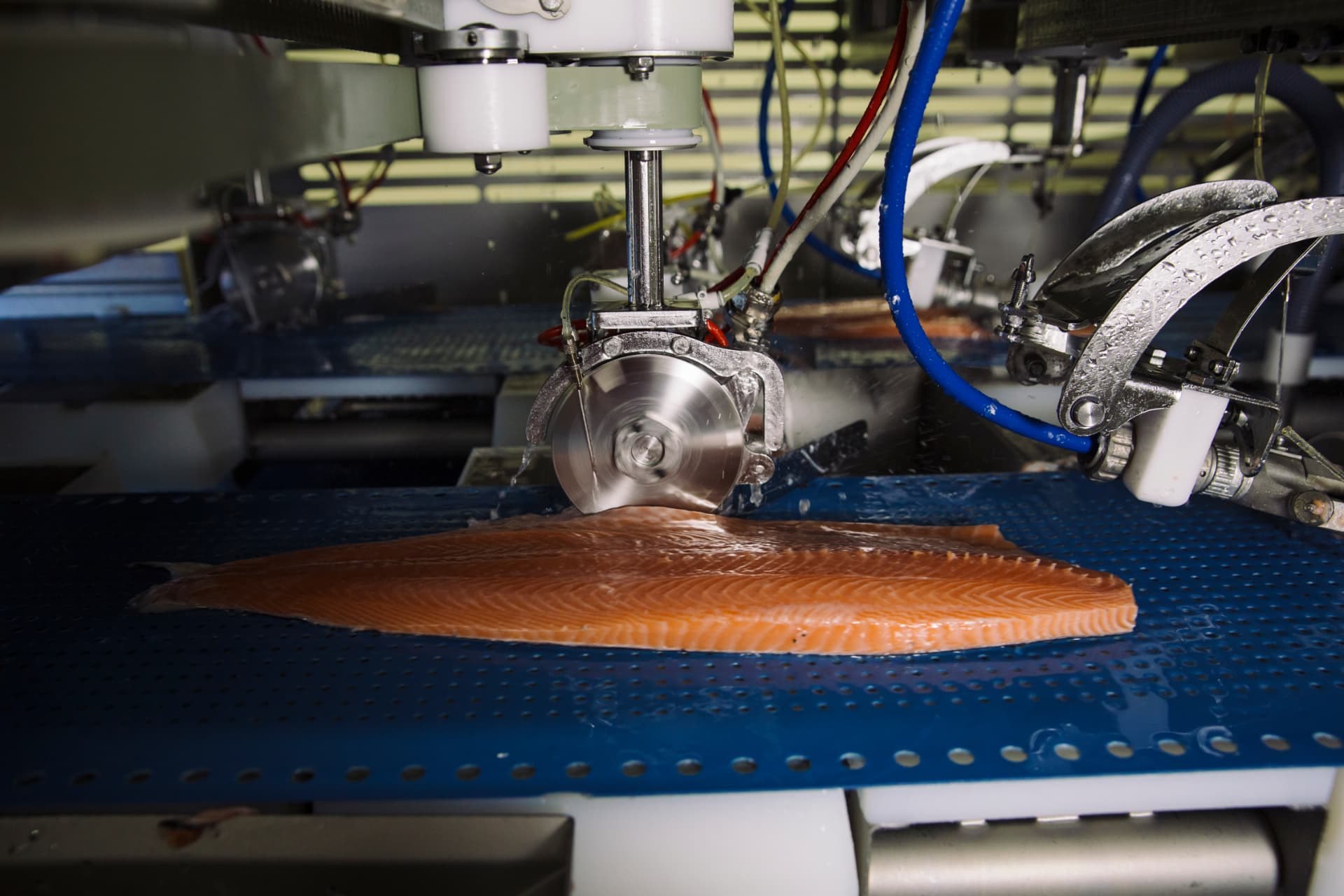 A cutting blade preparing a salmon fillet on a blue processing conveyor