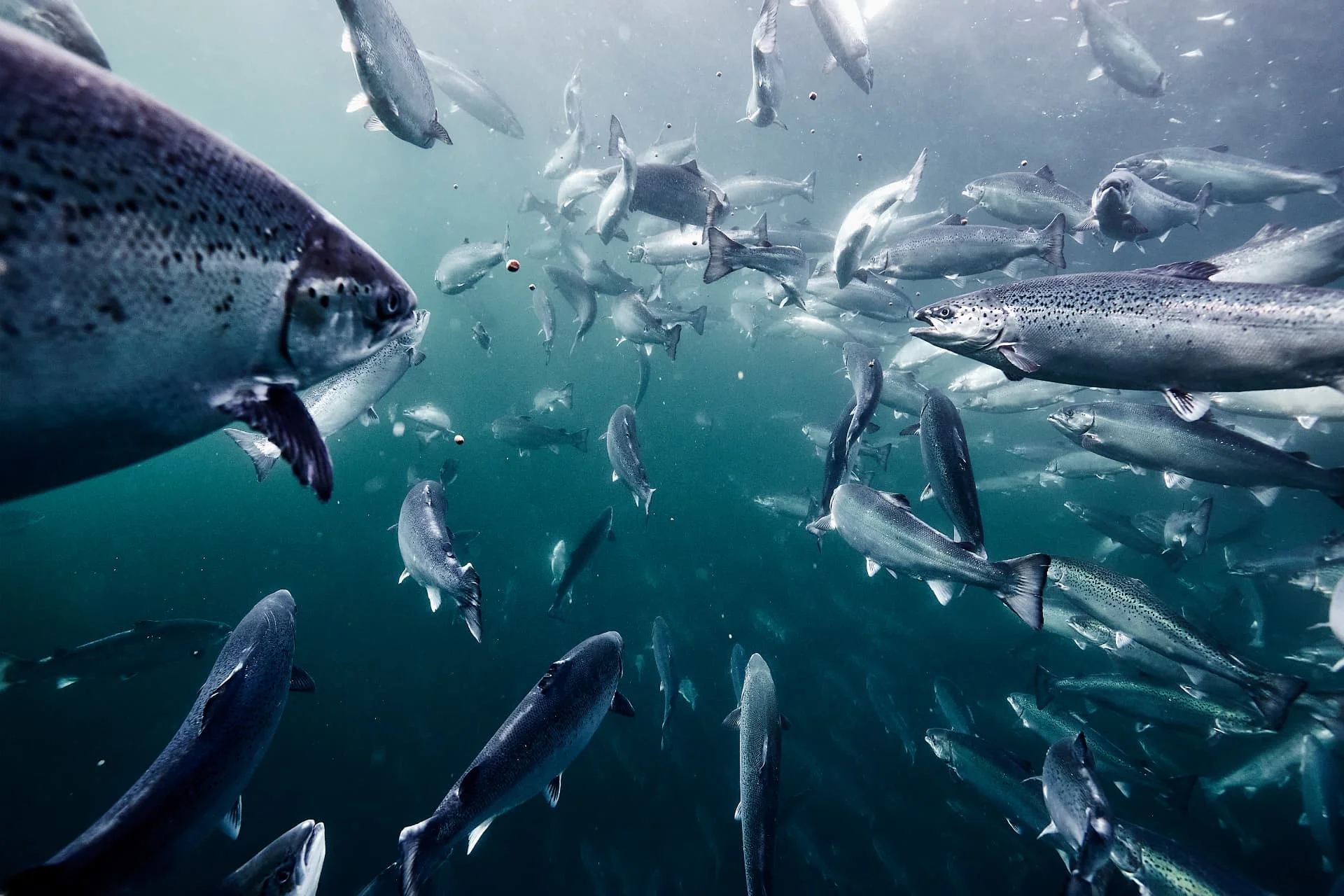Cały łosoś (Salmo salar) — Łosoś atlantycki pływający podczas karmienia pod wodą w sadzu morskim